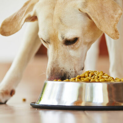 4 Eating Tips to Prevent Food Allergies in Dogs