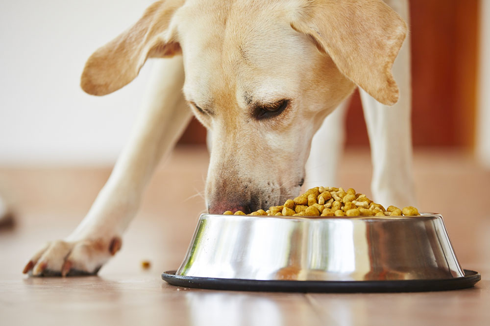 4 Eating Tips to Prevent Food Allergies in Dogs