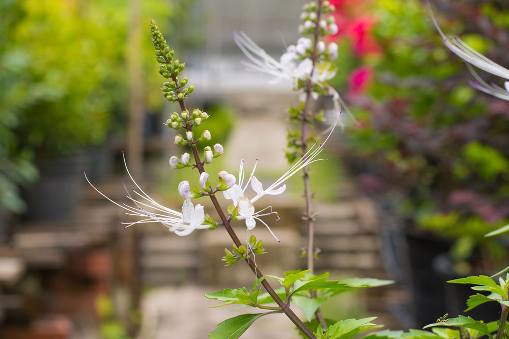 8 Decorative Plants That Are Toxic for Cats