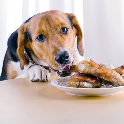 6 Human Foods That Can Be Shared With Dogs