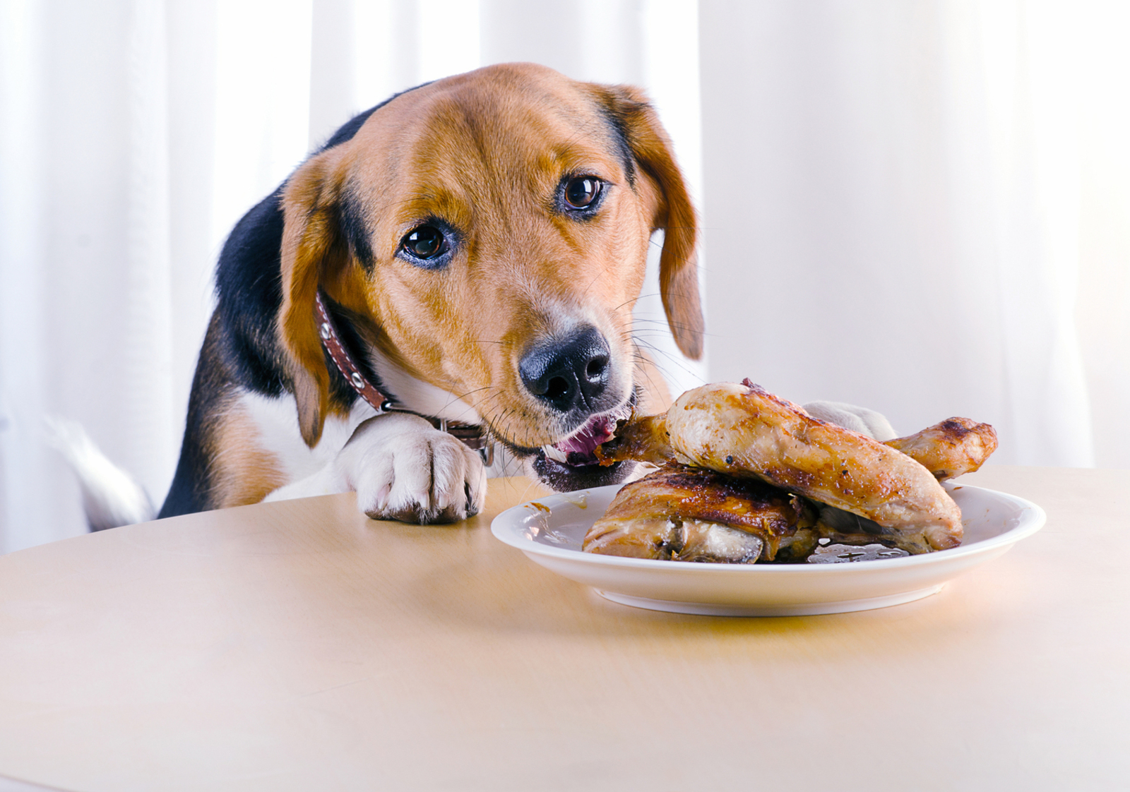 6 Human Foods That Can Be Shared With Dogs